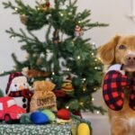 Holiday-Themed Dog Toys for Festive Fun