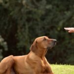 How Long Does It Take to Train a Dog?