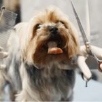 How Often Should You Groom Your Dog?