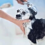 How to Bathe a Dog Without Stress