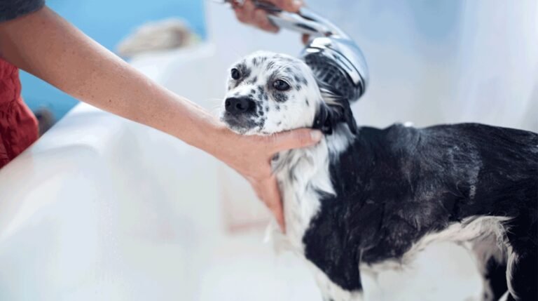How to Bathe a Dog Without Stress