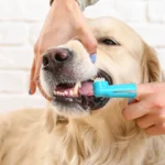 How to Brush Your Dog’s Teeth Effectively