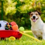 How to Choose Fun Toys for Your Dog