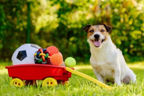 How to Choose Fun Toys for Your Dog