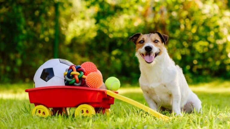 How to Choose Fun Toys for Your Dog
