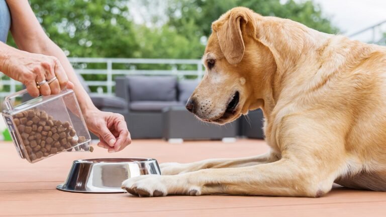 How to Choose the Right Dog Food