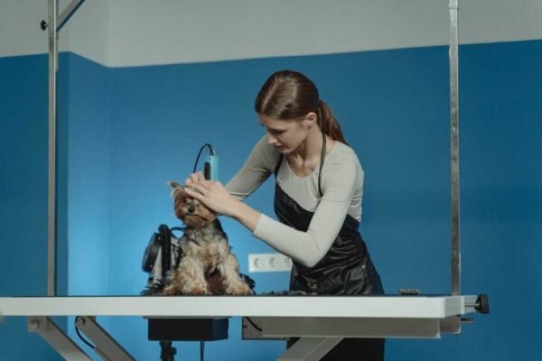 How to Groom a Dog at Home Like a Pro