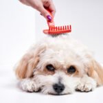 How to Groom a Dog with Matted Fur