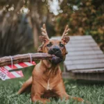 How to Make Handmade Gifts for Your Dog