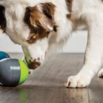 How to Pick Interactive Gifts for Active Dogs