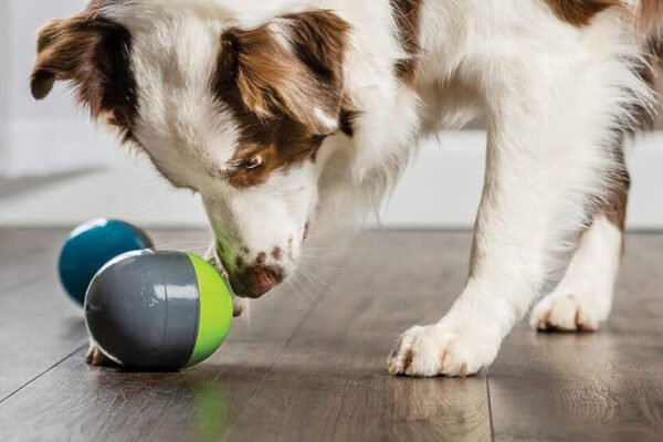 How to Pick Interactive Gifts for Active Dogs