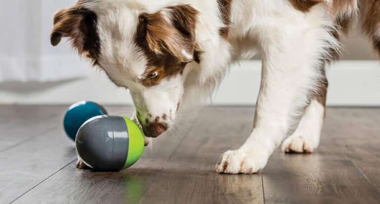 How to Pick Interactive Gifts for Active Dogs