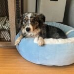 How to Pick the Best Dog Beds as Gifts