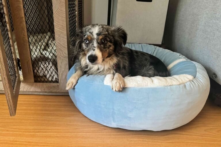 How to Pick the Best Dog Beds as Gifts