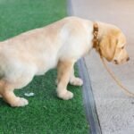 How to Potty Train a Dog Quickly
