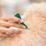 How to Remove Ticks During Grooming