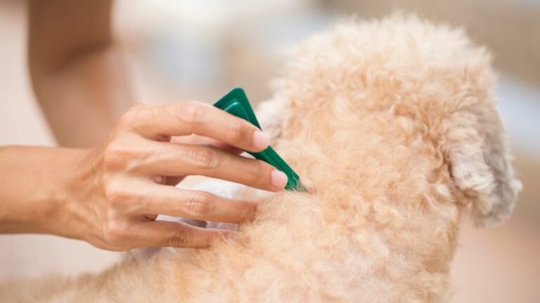 How to Remove Ticks During Grooming