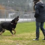 How to Stop Barking with Simple Training