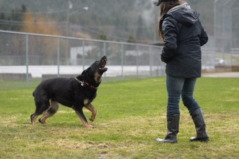 How to Stop Barking with Simple Training