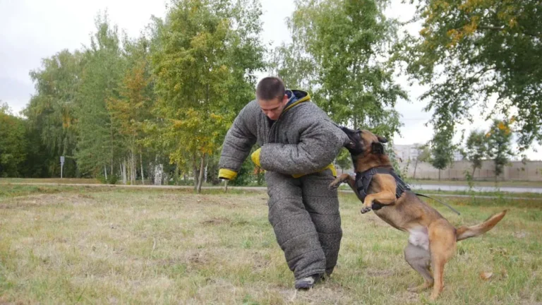 How to Train a Guard Dog for Home Protection