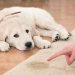 How to Train a Puppy at Home
