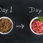 How to Transition Dog Food Safely