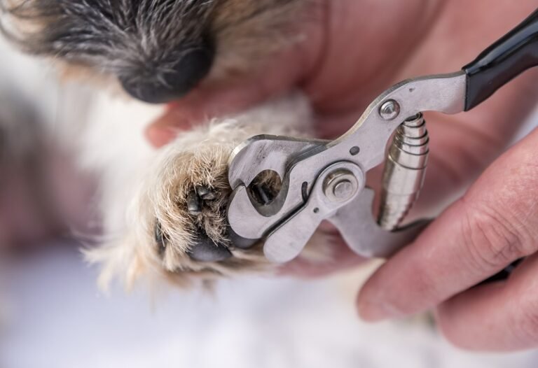 How to Trim Your Dog’s Nails Safely