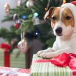 Including Dogs in Holiday Gift Exchanges