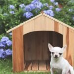 Indoor vs. Outdoor Dog Houses: Which is Better?