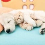 Introducing a Puppy to Grooming