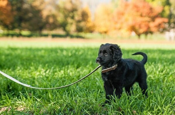 Leash Training Techniques for Puppies