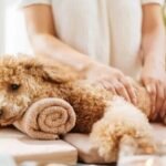 Luxury Gift Items for Spoiled Dogs