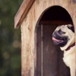Maintaining a Dog House in Extreme Weather