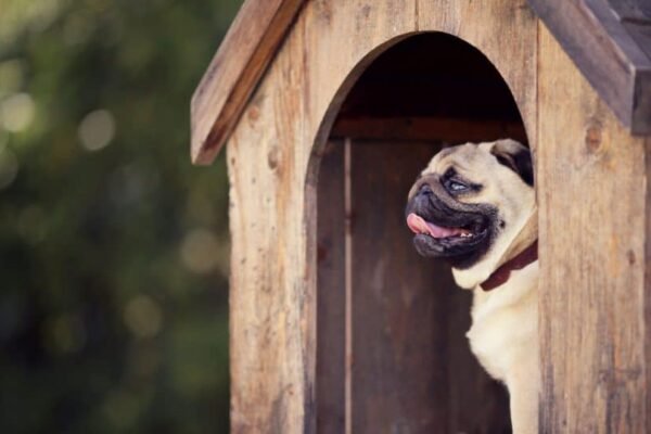 Maintaining a Dog House in Extreme Weather