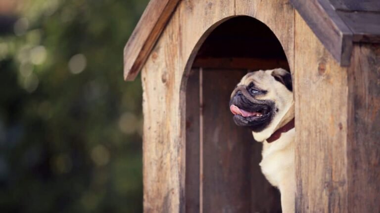 Maintaining a Dog House in Extreme Weather