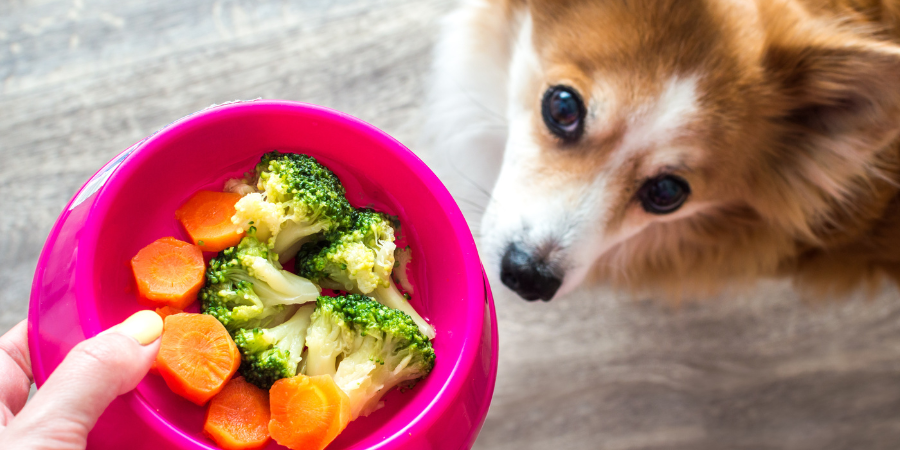 Making Treats a Healthy Part of Your Dog’s Diet