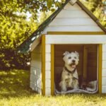 Making a Dog House Chew-Proof