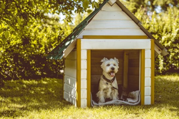 Making a Dog House Chew-Proof