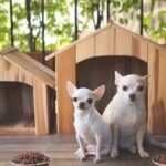 Materials to Consider When Buying a Dog House