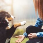 Obedience Training Tips for First-Time Dog Owners
