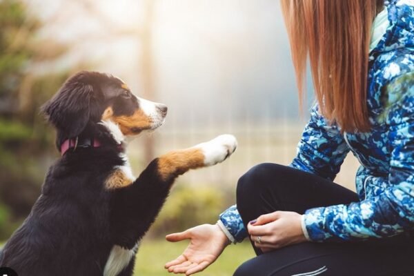 Obedience Training Tips for First-Time Dog Owners