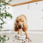 Organic Dog Foods for Optimal Health