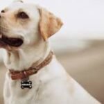 Personalized Accessories for Your Dog