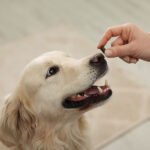 Positive Reinforcement Dog Training Ideas