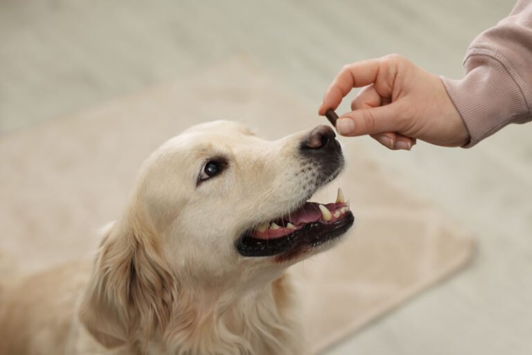 Positive Reinforcement Dog Training Ideas