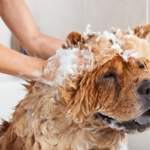 Reducing Dog Odor Between Baths