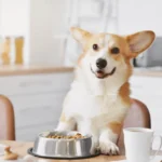 Rotating Proteins in Your Dog’s Meals