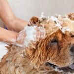 Seasonal Grooming Tips for Dogs