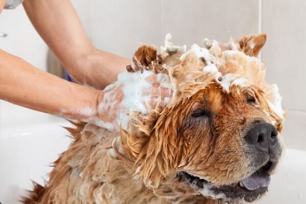 Seasonal Grooming Tips for Dogs