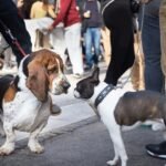 Socializing Your Dog with Other Pets and People